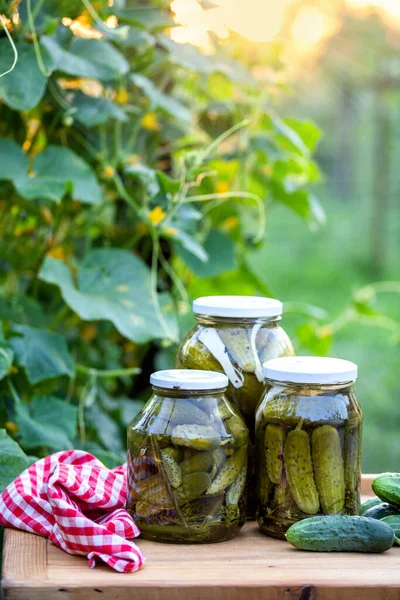 Pepinos Conservados Escabeche Comida Orgânica Inverno — Fotografia de Stock