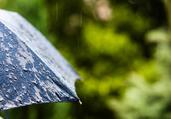 Regen Fällt Auf Regenschirm Wetter Vorhergesagt — Stockfoto