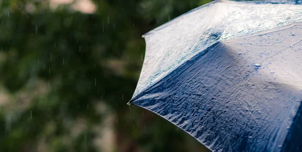 Regen Fällt Auf Regenschirm Wetter Vorhergesagt — Stockfoto