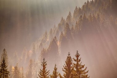 Güneş ışınları sisli çam ormanlarında