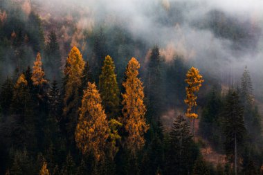 Sis içinde sonbahar doğa arka plan ormanı