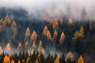 Sis içinde sonbahar doğa arka plan ormanı