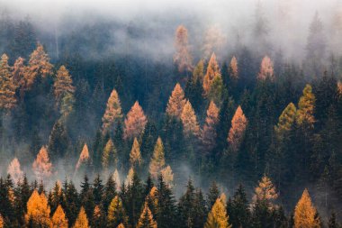 Sis içinde sonbahar doğa arka plan ormanı