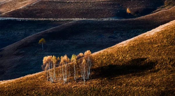 Autumn Background Colorful Trees Landscape — Stock Photo, Image