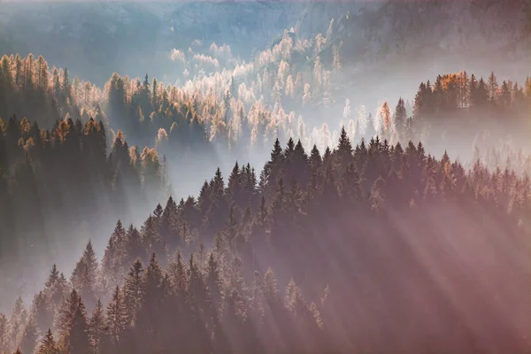 Rayons Soleil Travers Forêt Pins Brumeux — Photo