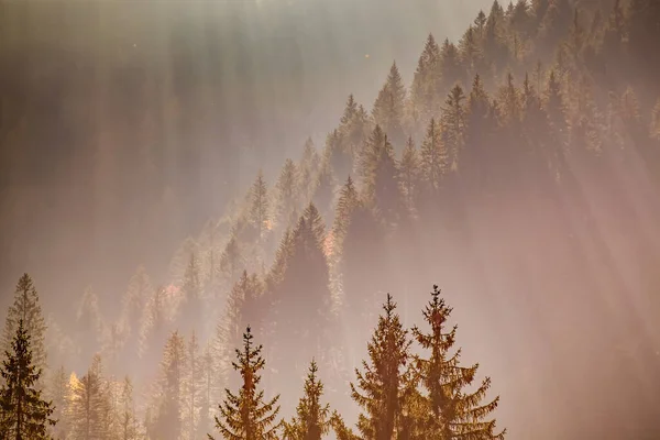 霧に包まれた松林の中の太陽光線 — ストック写真