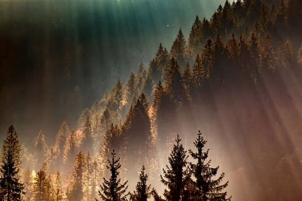 Promienie Słoneczne Przez Mglisty Las Sosnowy — Zdjęcie stockowe