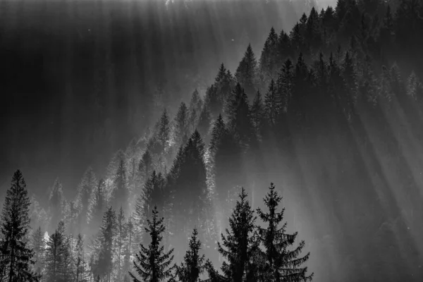 Sonnenstrahlen Durch Nebligen Kiefernwald — Stockfoto