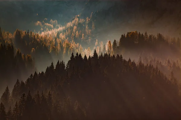 Raggi Del Sole Attraverso Pineta Nebbiosa — Foto Stock