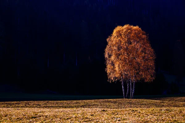 Herfst Achtergrond Kleurrijke Bomen Het Landschap — Stockfoto