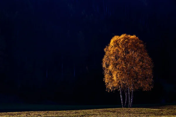 Podzim Pozadí Barevné Stromy Krajině — Stock fotografie