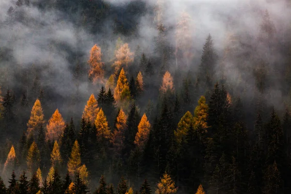 霧の中の秋の自然林 — ストック写真