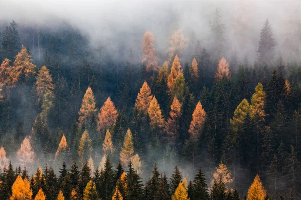 Autumn Nature Background Forest Fog — Stock Photo, Image