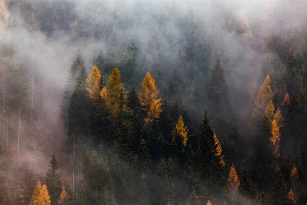 Jesień Natura Tło Las Mgle — Zdjęcie stockowe