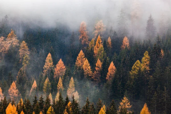 Φθινόπωρο Φύση Δάσος Φόντο Στην Ομίχλη — Φωτογραφία Αρχείου