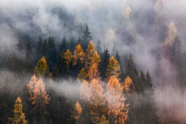 Autunno Natura Sfondo Foresta Nella Nebbia — Foto Stock