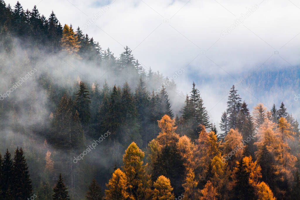 autumn nature background forest in fog