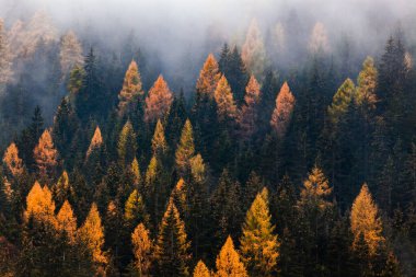 Sis içinde sonbahar doğa arka plan ormanı