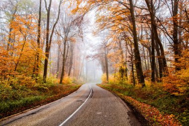 Sonbaharda güzel sisli ormanda kıvrımlı bir yol