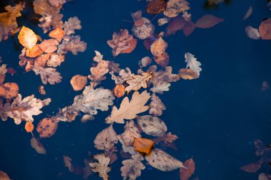 Suyun içindeki renkli yapraklarla sonbahar arkaplanı