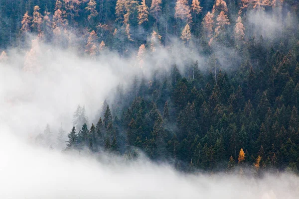 Осенний Лес Тумане — стоковое фото