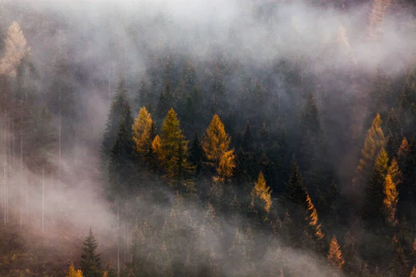 Jesień Natura Tło Las Mgle — Zdjęcie stockowe