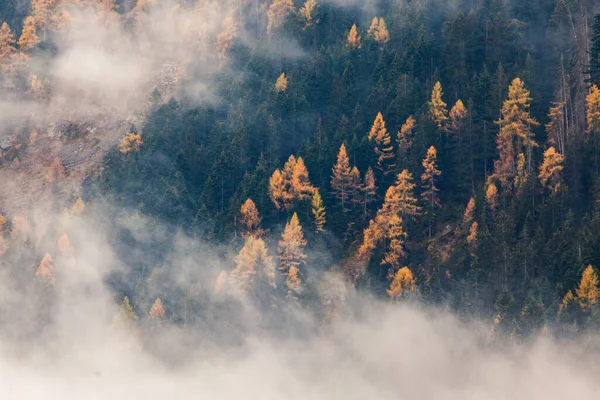 Autunno Natura Sfondo Foresta Nella Nebbia — Foto Stock