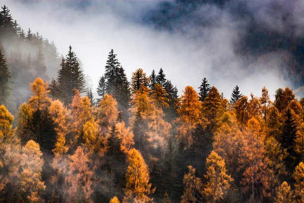 Sis Içinde Sonbahar Doğa Arka Plan Ormanı — Stok fotoğraf