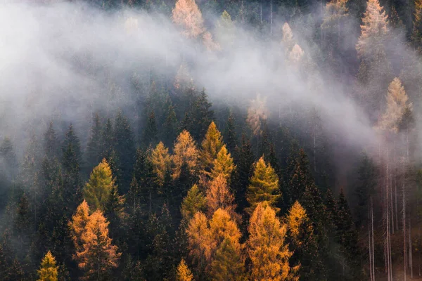 Herfst Natuur Achtergrond Bos Mist — Stockfoto