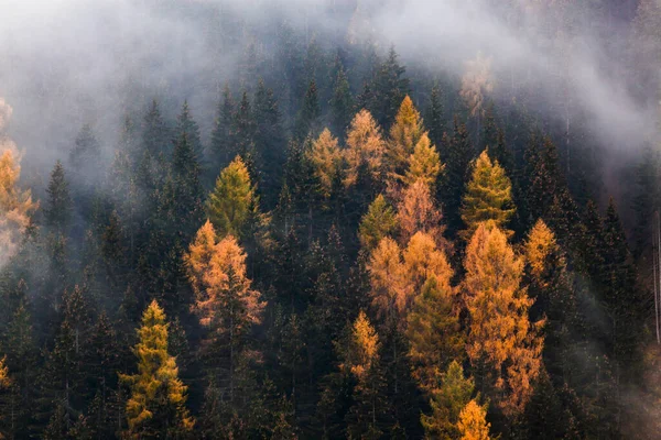 Autunno Natura Sfondo Foresta Nella Nebbia — Foto Stock