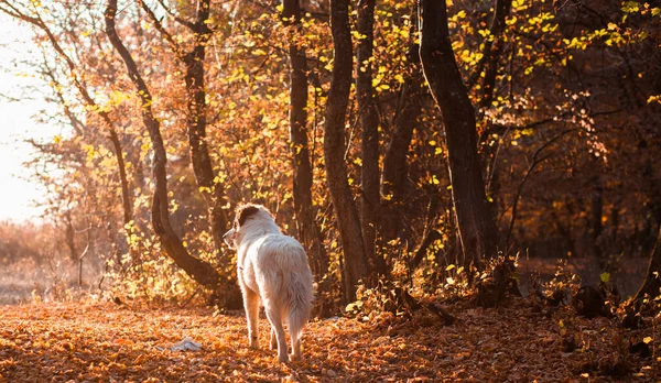 Höst Natur Bakgrund Vit Hund Skogen — Stockfoto