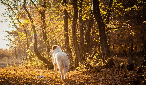 Sonbahar Doğası Ormanda Beyaz Köpek — Stok fotoğraf