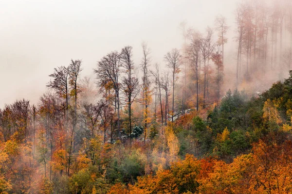 Fond Forêt Brumeuse Automne — Photo