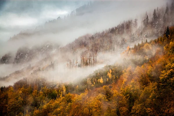 Mgliste Tło Lasu Jesienią — Zdjęcie stockowe