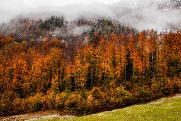 秋季多雾的森林背景 — 图库照片