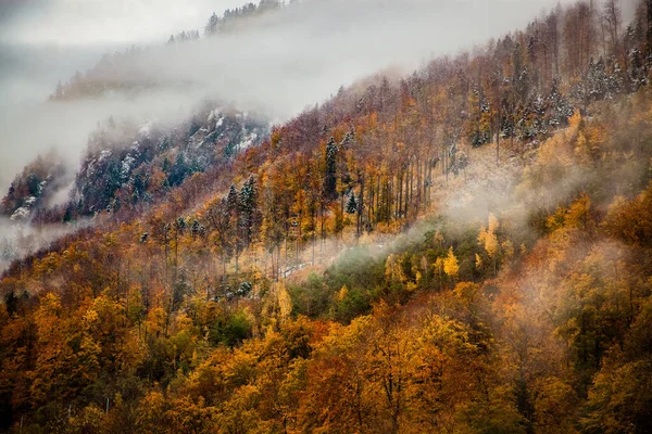 Туманный Лесной Фон Осенью — стоковое фото