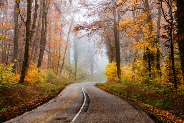 秋の霧に包まれた美しい森の中の曲がりくねった道 — ストック写真