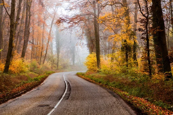 Carretera Con Curvas Hermoso Bosque Nublado Otoño — Foto de Stock