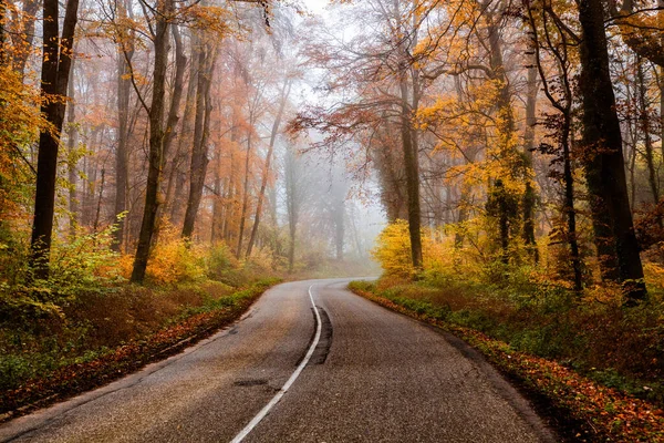 Carretera Con Curvas Hermoso Bosque Nublado Otoño —  Fotos de Stock