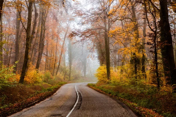 秋の霧に包まれた美しい森の中の曲がりくねった道 — ストック写真