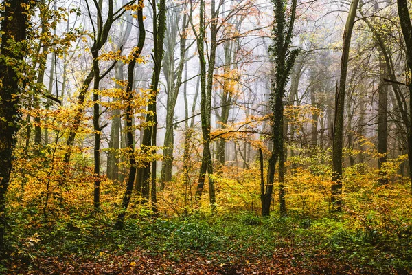 Bella Foresta Nebbiosa Autunno — Foto Stock