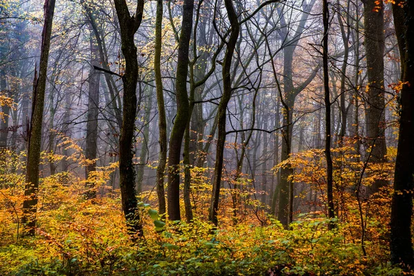 Hermoso Bosque Niebla Otoño — Foto de Stock