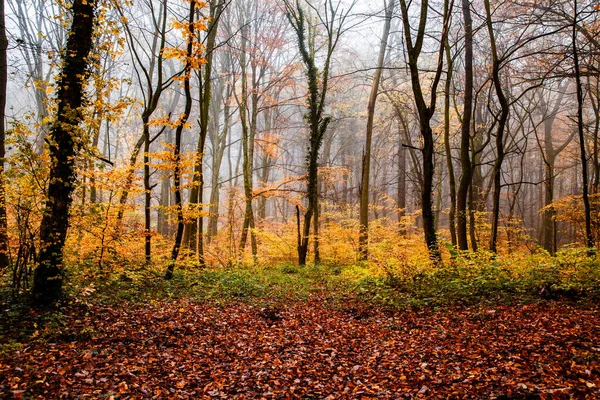 Sonbaharda Güzel Sisli Orman — Stok fotoğraf