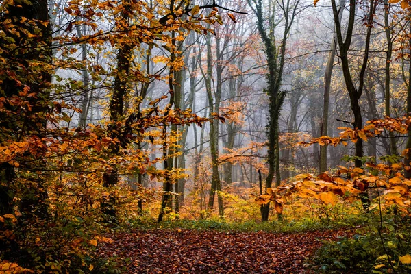 秋の霧深い森 — ストック写真