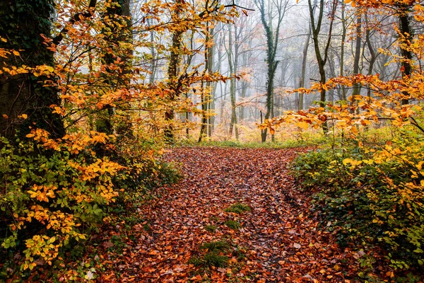 Belle Forêt Brumeuse Automne — Photo