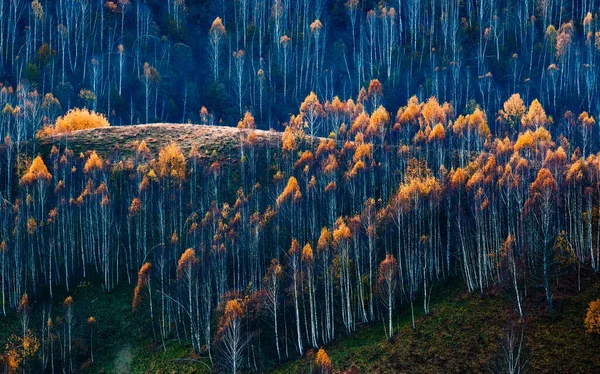 Herfst Achtergrond Kleurrijke Bomen Het Landschap — Stockfoto