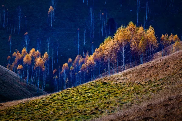 의나무들 — 스톡 사진