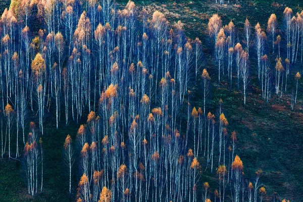 Autumn Background Colorful Trees Landscape — Stock Photo, Image