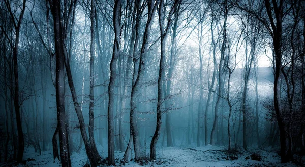 Dunkel Neblig Waldpanorama Fantasie Halloween Landschaft — Stockfoto