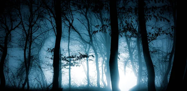 Buio Nebbioso Foresta Panorama Fantasia Halloween Paesaggio — Foto Stock